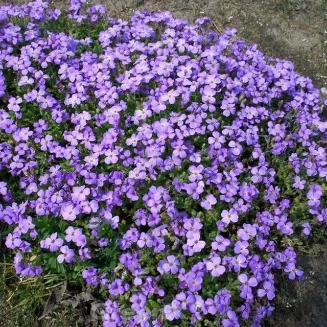 Aubrieta cultorum Blaukissen Blaufarben und Violett als mehrjährige Staude für Steingärten und Böschungen - Bild 1