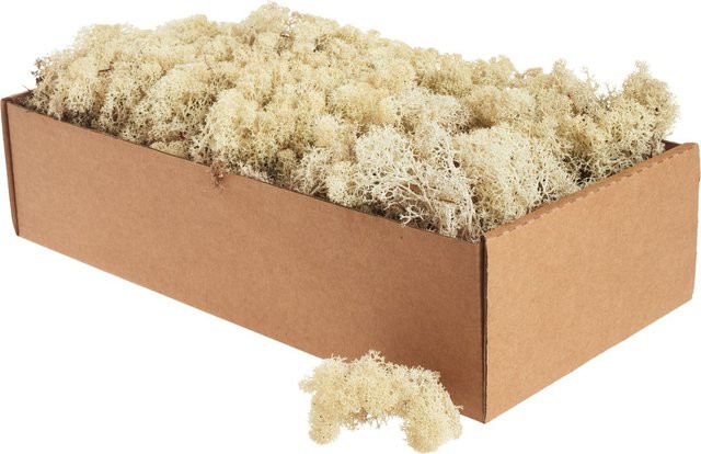 Othmar Decorations Islandmoos in Natur, Beige, 400 g - Bild 1