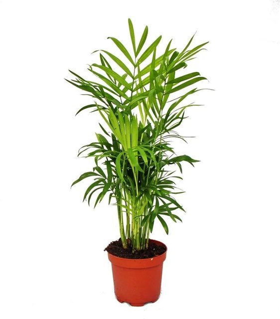 Exotenherz Chamaedorea Elegans Bergpalme als Zimmerpalme im 12 cm Topf - Bild 1