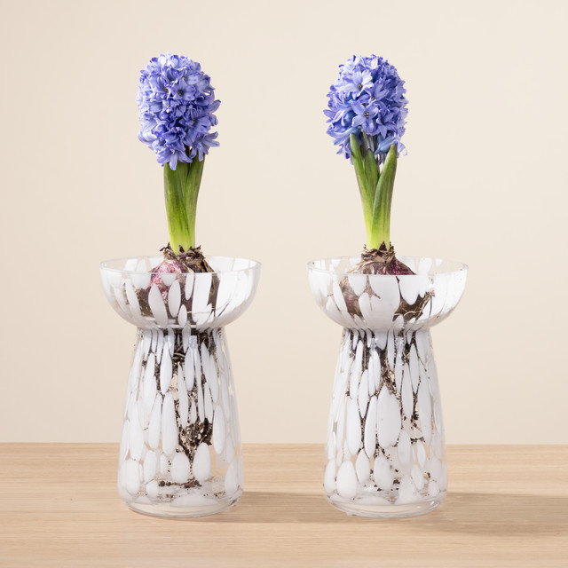 Mini DIY Hyazinthen Spring Vibes Set von BLUME2000 mit Zwiebeln in Weiß und Blau - Bild 1