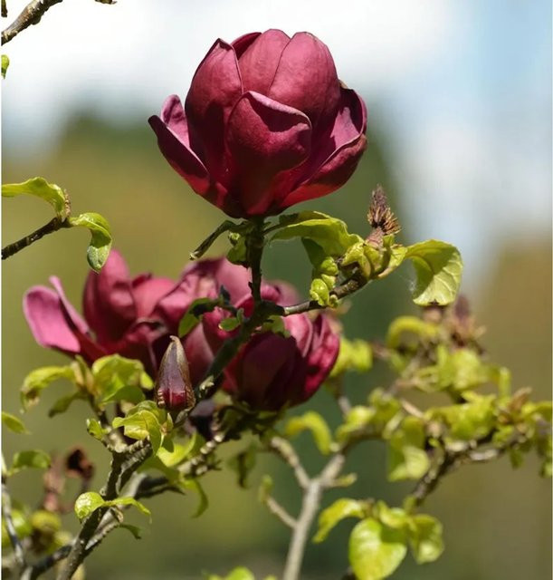 Magnolie Red as Red von Die Nr-01.de, roter Zierstrauch, Höhe: 100-125 cm - Bild 1