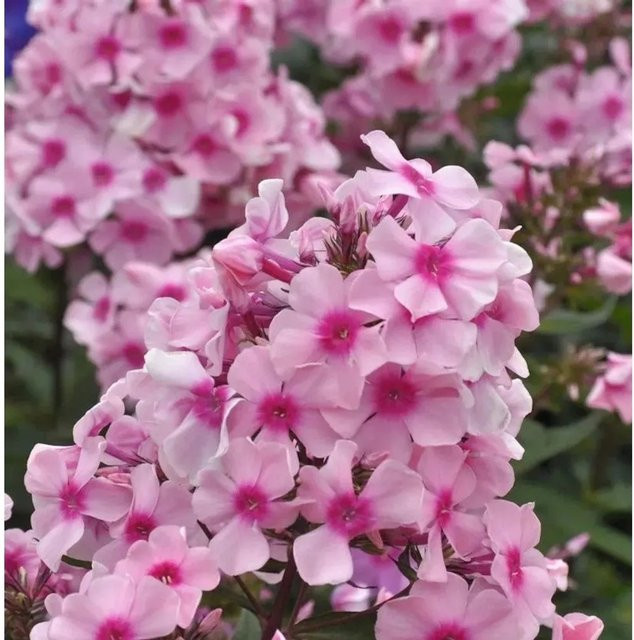 Phlox Paniculata Hohe Flammenblume als Beetpflanze und Schnittblume von Nr-01.de - Bild 1