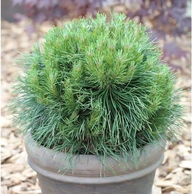 Kompakte Kugelkiefer Varella Pinus mugo in Grün für Garten und Kübel - Bild 1
