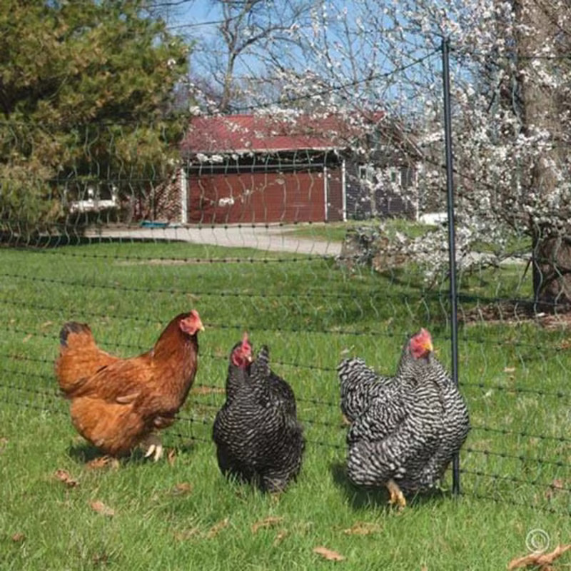 Vogelnetz als Schutznetz für deinen Garten, Gemüse und Pflanzen - Bild 3