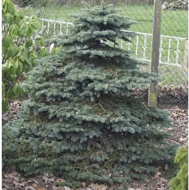 Blaue Stechfichte Picea pungens Super Blue Seedling von Nr-01.de, Farbe: Blau, Höhe: 70-80 cm - Bild 1