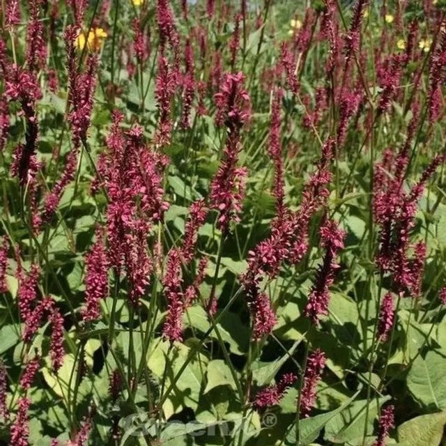 Kerzenknöterich Persicaria amplexicaulis J.S.Caliente pink als mehrjährige Gartenpflanze - Bild 1
