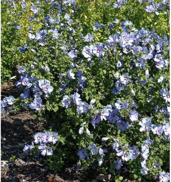 Blauer Garteneibisch Hibiscus als Zierstrauch für deinen Garten - Bild 1