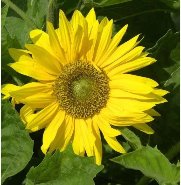 Sonnenblume Sunshine Triomphe de Gand Helianthus decapetalus gelbe Staude - Bild 1