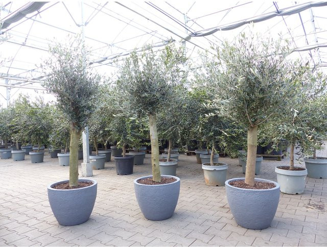 Winterharte Olea europaea Olivenbaum von Grünwaren mit Pflanzkübel in Betonoptik, Höhe: 200 cm - Bild 1