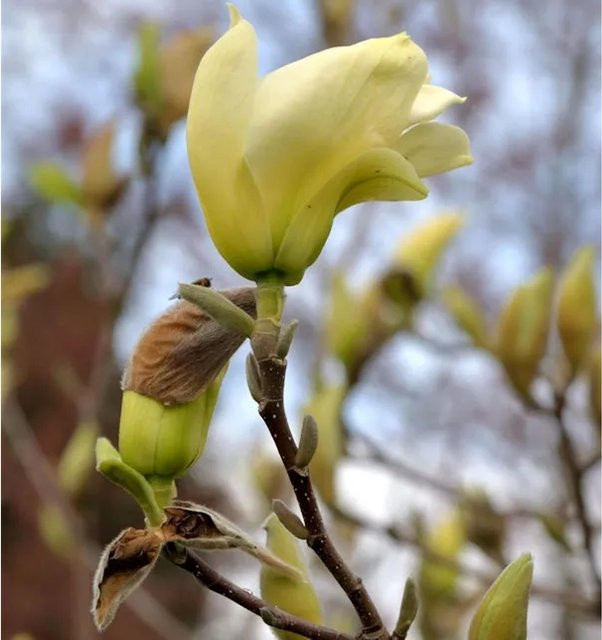 Magnolia Elizabeth Brooklynensis als Zierstrauch in Gelb und Weiß, Höhe: 80-100 cm - Bild 1