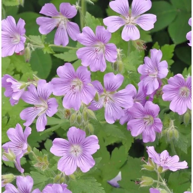 Storchschnabel Sirak Geranium Gracile lila mehrjährige Staude als Bodendecker für den Garten - Bild 1