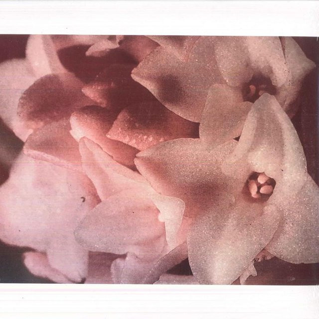 Masonna vs. Bananamara Urashima LP Schallplatte - Electronic Tanz & Electronica 2022 - Brown/Pink - Bild 1