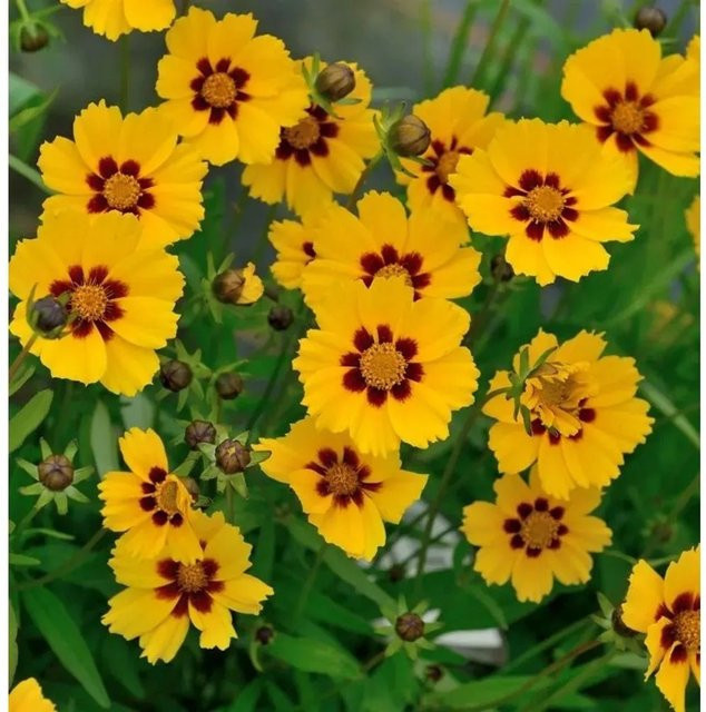 Coreopsis lanceolata Mädchenauge Baby Gold - Goldgelbe Stauden für das Beet - Bild 1