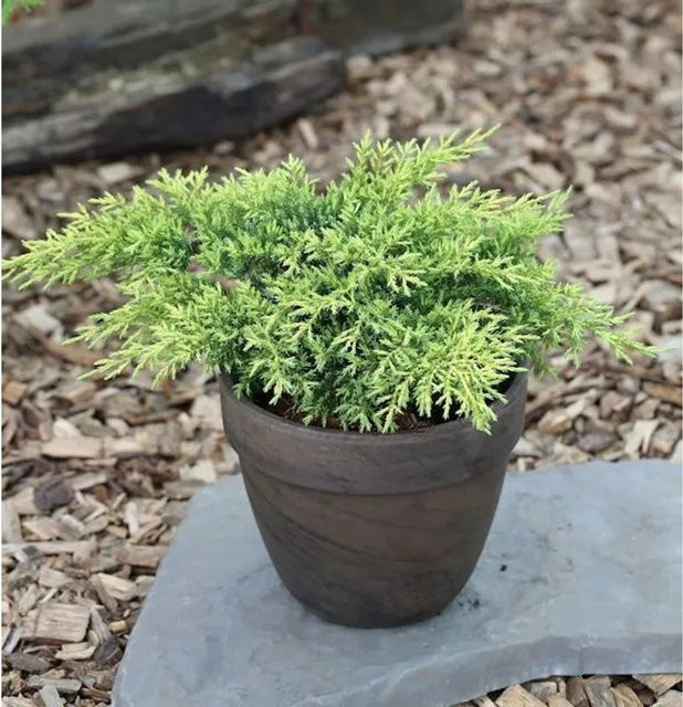 Goldener Strauchwacholder Gold Star Juniperus media in Gold für deinen Garten, Höhe: 10-15 cm - Bild 1