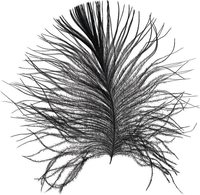 Komar Wandbild Feather in White, B: 40 cm, H: 50 cm - Bild 1