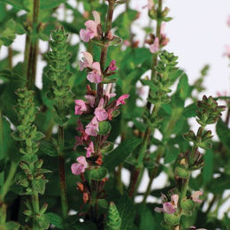 Dekoration Steppen-Salbei in Rosa - Bild 1