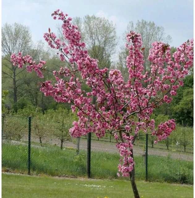 Hochstamm Zierapfel Royal Raindrops Malus Hybride von Nr-01.de in Magenta, Rot, Violett und Pink, Höhe: 40-60 cm - Bild 1