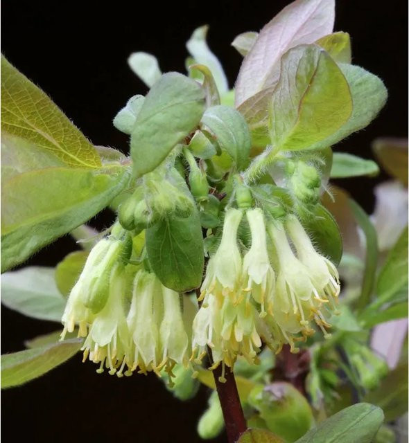 Heckenkirsche Eisbär Lonicera kamtschatica weißer Strauch von Nr-01.de, Höhe: 25-30 cm - Bild 1
