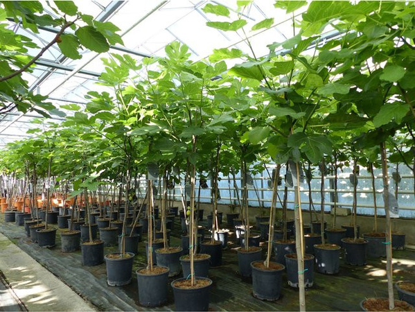 JH Grünwaren Kompakter Feigenbaum Ficus Carica winterhart Höhe: 150 - 180 cm