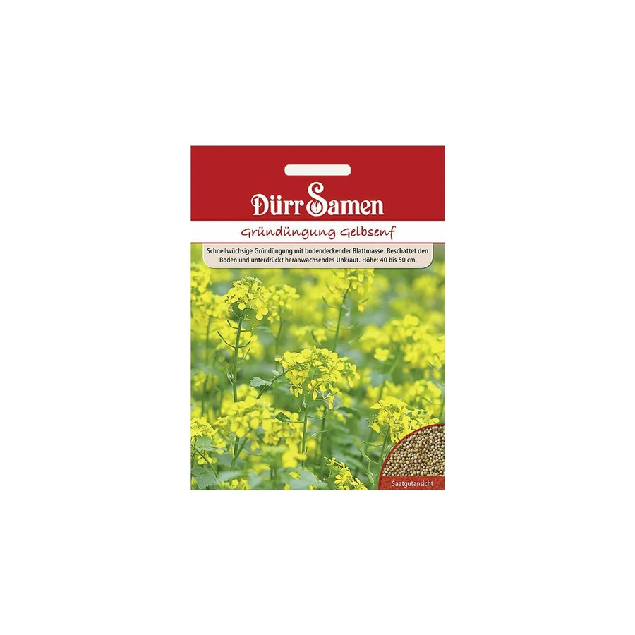 Dürr Gelbsenf Samen zur Gründüngung, 250 g - Bild 2