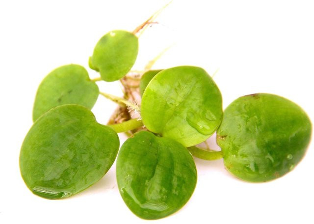 Dennerle Limnobium Laevigatum In-Vitro Aquarienpflanze für Aquarium und Gartenteich - Bild 1
