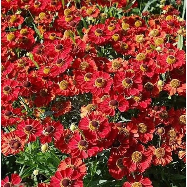 Sonnenbraut Rubinzwerg Helenium cultorum rote Gartenpflanze für das Beet - Bild 1