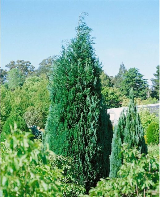 Chamaecyparis awsoniana Alumii Zypressenstrauch als Heckenpflanze in Grün und Blau, Höhe: 125-150 cm - Bild 1
