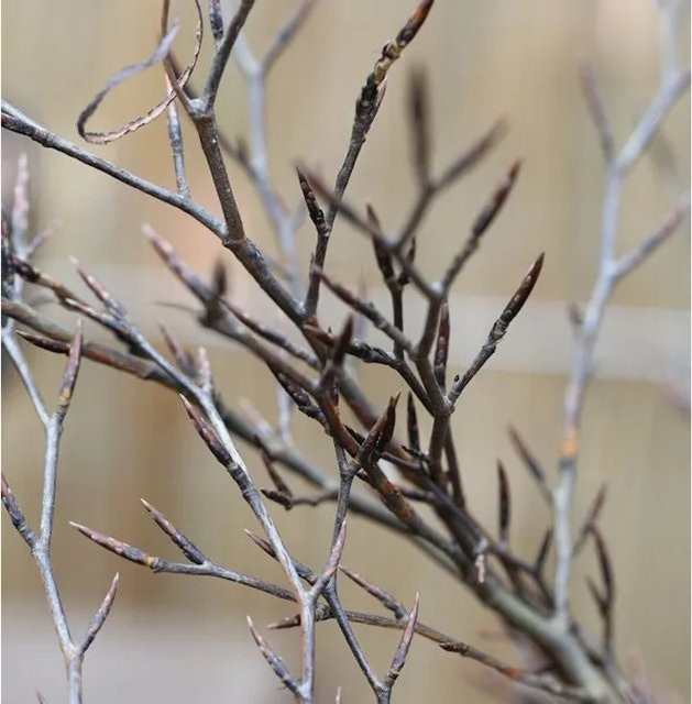 Hochstamm Geschlitztblättrige Rotbuche Fagus sylvatica für deinen Garten - Bild 1