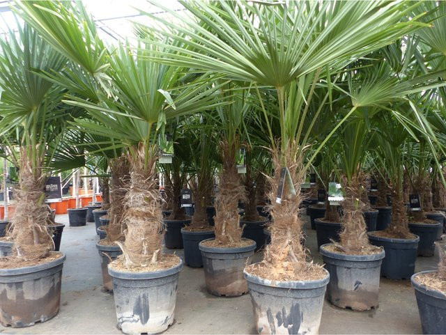 Winterharte Hanfpalme Trachycarpus fortunei XL Stämme, Höhe: 140-180 cm - Bild 1