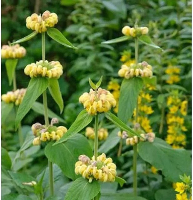 Phlomis russeliana Brandkraut, gelbe Staude für den Garten von Nr-01.de - Bild 1