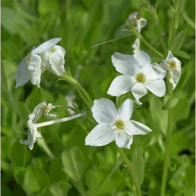 Wilder Phlox Ariane Phlox stolonifera Bodendecker als mehrjährige Pflanze - Bild 1