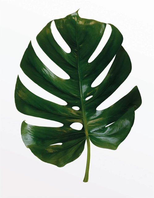Komar Wandbild Monstera Leaf Green B: 30 cm, H: 40 cm - Bild 1