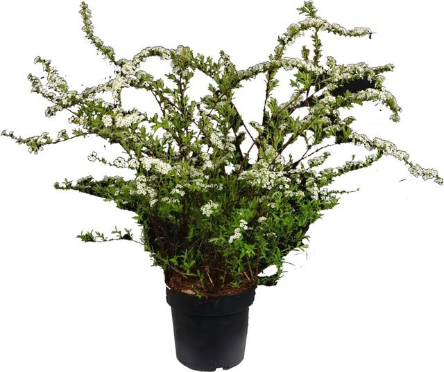 GROW by OBI Spierstrauch Snowmound Spiraea nipponica im 4,5l Topf, Höhe: 50-60 cm - Bild 1