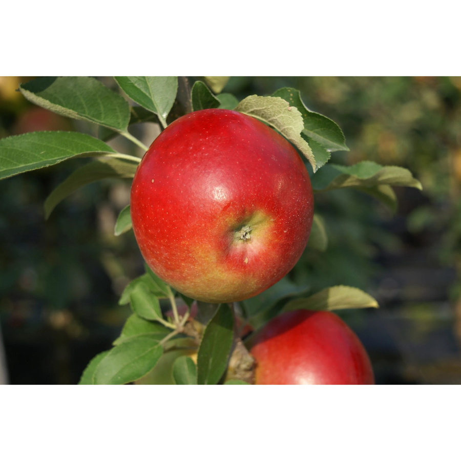 Säulenapfel Sonate Malus domestica winterhart und schorftolerant - Bild 2