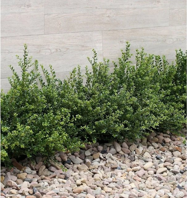 Japanische Zwerg-Stechpalme Green Lustre Ilex crenata in Grün, Höhe: 30-40 cm - Bild 1