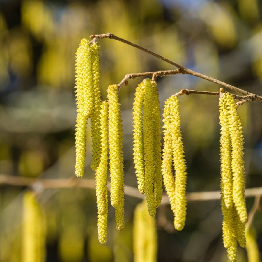 Bio Haselstrauch Corylus von Kwekerij Koperwiek - Bild 2