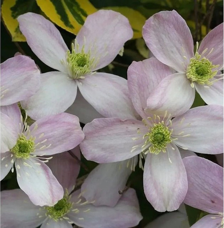 Clematis montana Berg Waldrebe Rubens Kletterpflanze für den Garten, Höhe: 60-80 cm