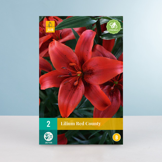 Asiatische Lilie Red County von BLUME2000 mit 2 Knollen - Bild 1