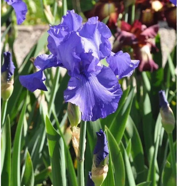 Schwertlilie Al Segno Iris barbata als Gartenstaude und Beetpflanze im Topf - Bild 1