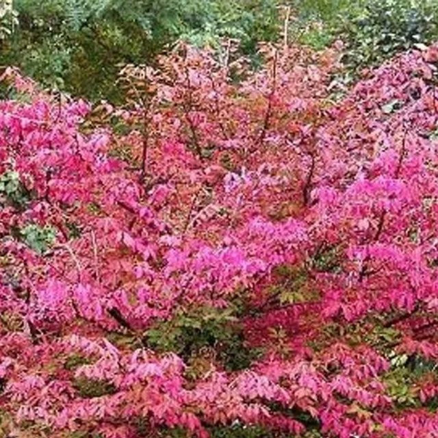Arborix Spindelstrauch Red Cascade Euonymus europaeus mit Herbstfärbung, 50 bis 60 cm im Container - Bild 1