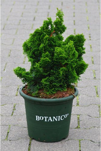 Botanico Nadelgehölz Nana Gracilis in Grün mit einer maximalen Wuchshöhe von 1,5 cm - Bild 1