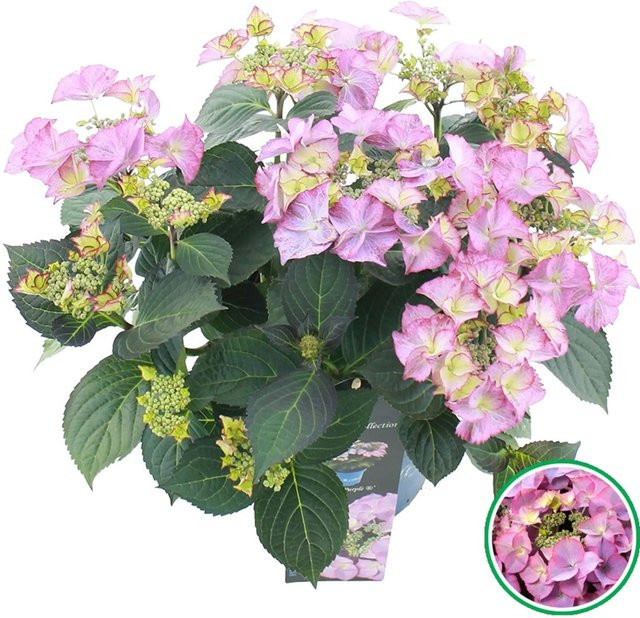 GROW by OBI Bauernhortensie Tiffany Rosa Hydrangea macrophylla im Topf - Bild 1