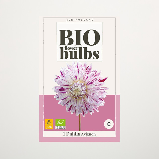 BIO Dahlie Avignon Knolle von BLUME2000 - Bild 1