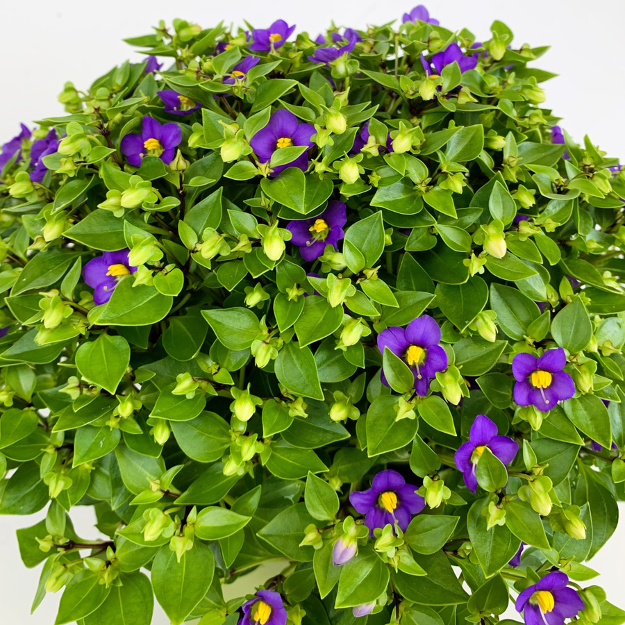 Blühende Exacum Topfpflanze für den Innenbereich in Blau oder Violett - Bild 3