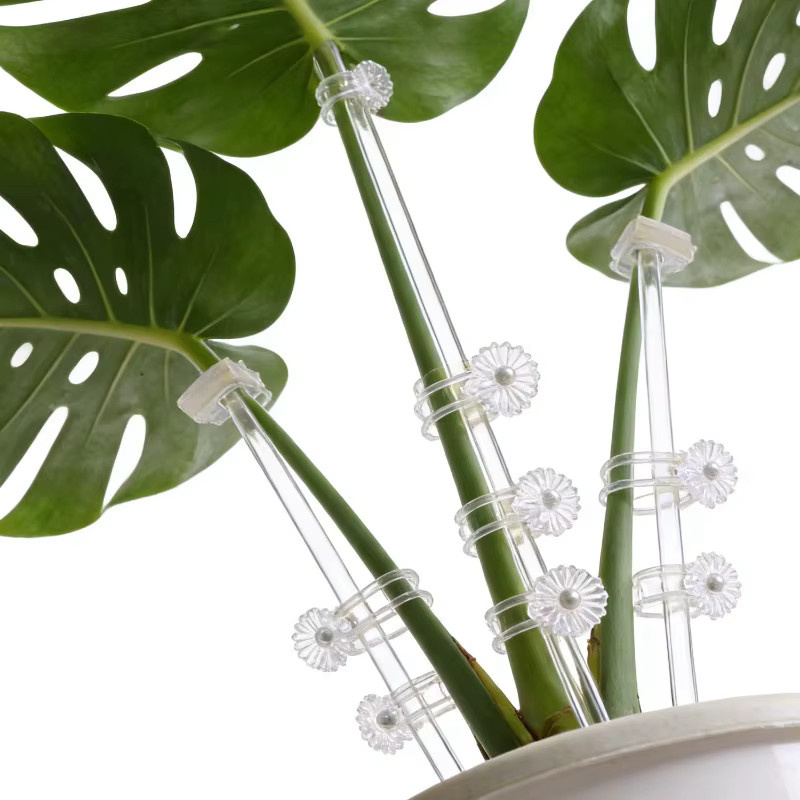 Transparente Blumenstützstäbe aus Acryl für Orchideen, Topfpflanzen und Gemüse - Bild 4