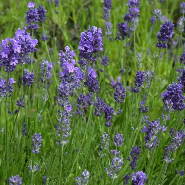 Echter Lavendel Melissa Lilac Lavandula angustifolia in lila Farbe von Nr-01.de - Bild 1