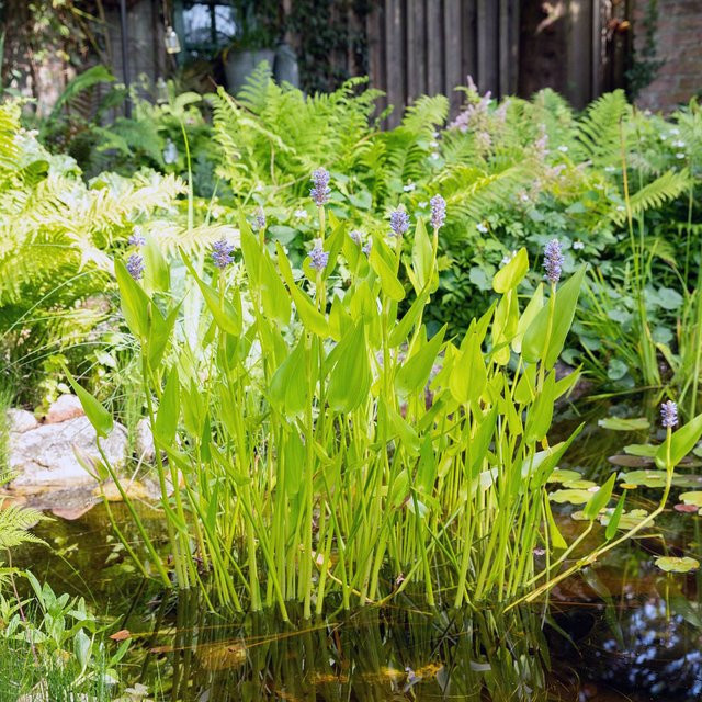 Hechtkraut (Menyanthes trifoliata) - Bild 1