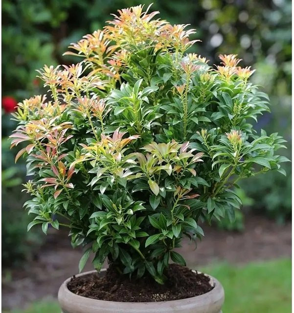 Pieris japonica Schattenglöckchen Lavendelheide Passion, grüner Zierstrauch von Nr-01.de, Höhe: 40-50 cm - Bild 1