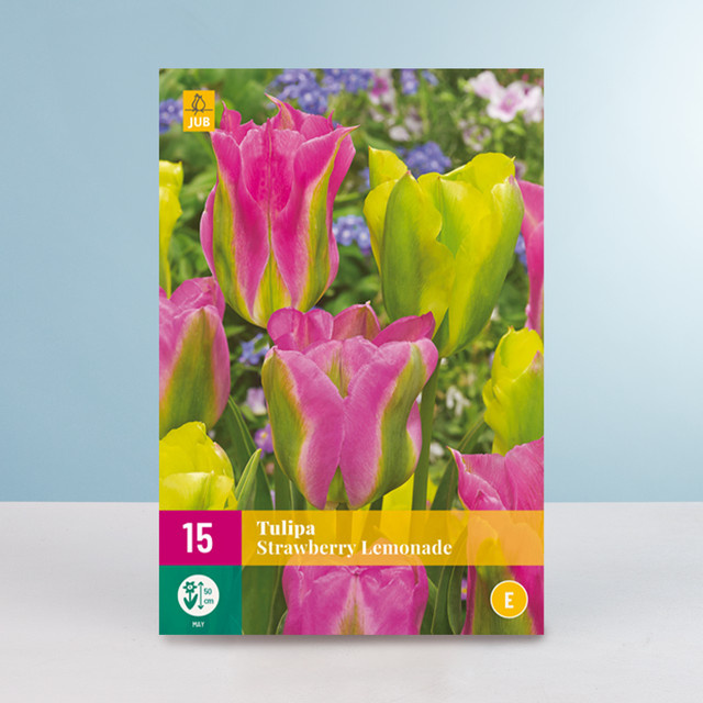 Viridiflora-Tulpe Strawberry Lemonade von BLUME2000 mit 15 Zwiebeln für Beet, Balkon und Terrasse - Bild 1