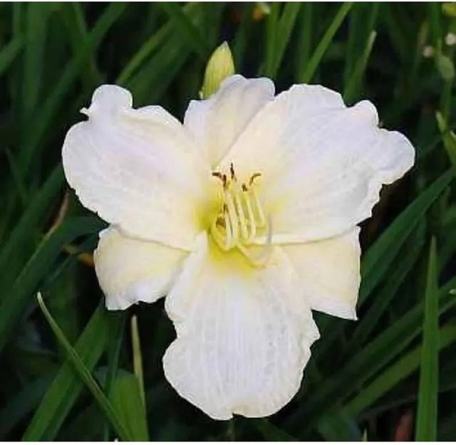 Hemerocallis Taglilie White Temptation weiße Staude für Beet und Garten - Bild 1
